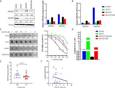 Reduced PHLPP Expression Leads to EGFR-TKI Resistance in Lung Cancer by Activating PI3K-AKT and MAPK-ERK Dual Signaling